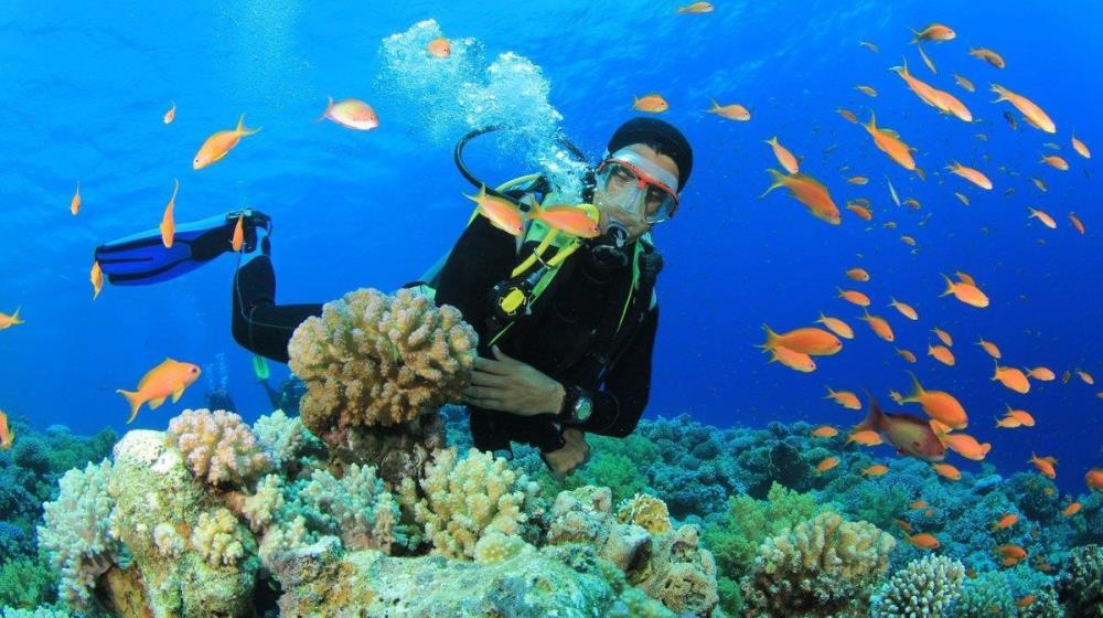 Bãi lặn Vinpearl Diving Club