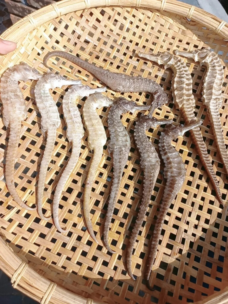 Cá ngựa sấy khô