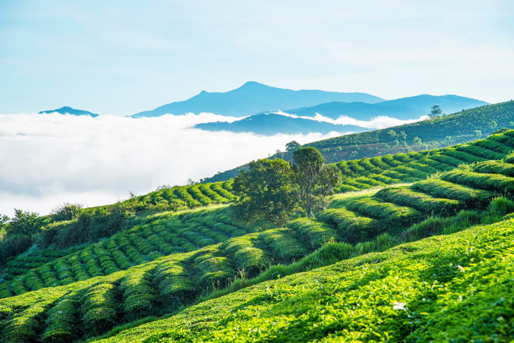 Săn mây sáng sớm tại đồi chè Cầu Đất