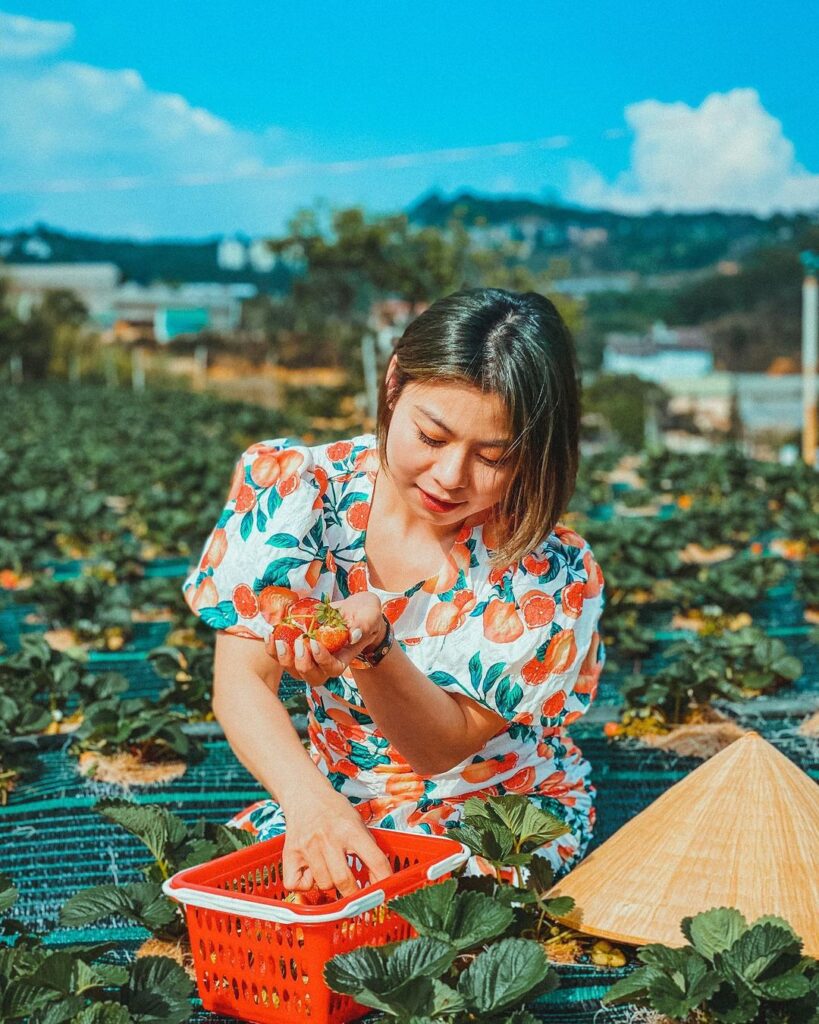 Trải nghiệm hái dâu và thưởng thức ngay tại chỗ 